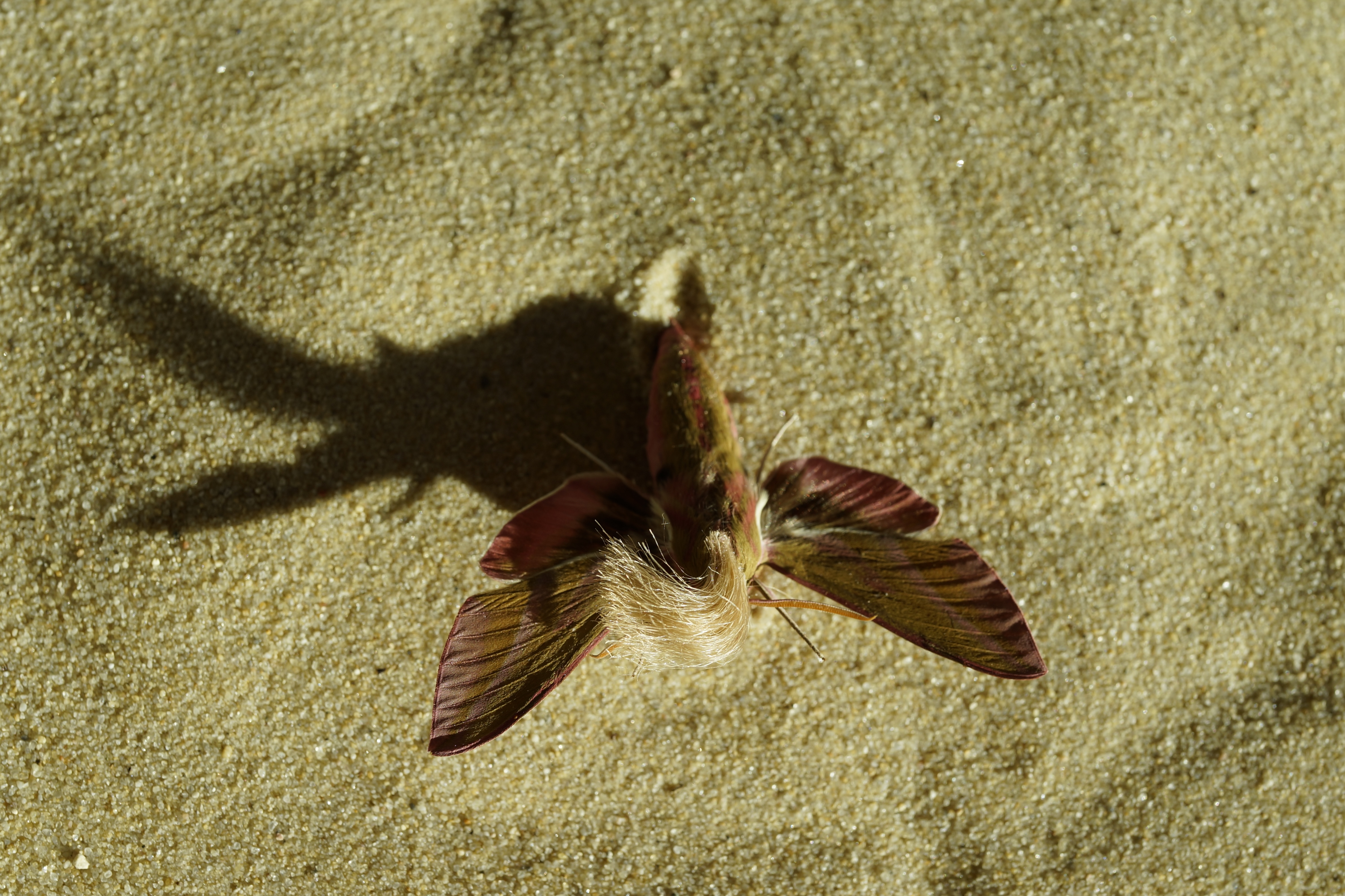 Neopalpa donaldtrumpi image 1