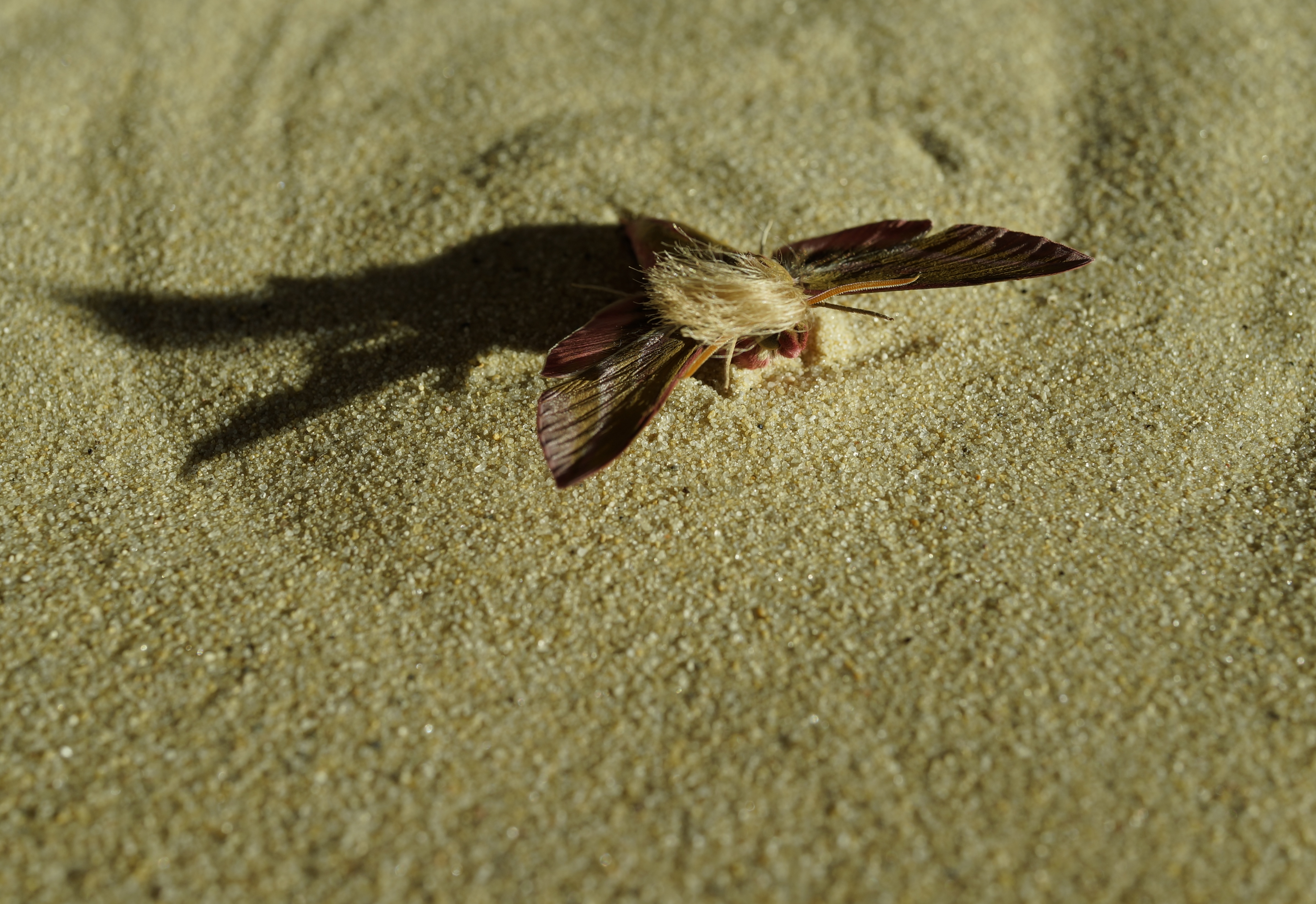 Neopalpa donaldtrumpi image 2